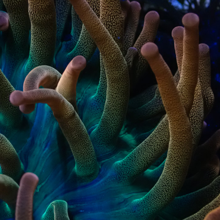 Entacmaea MC Quadricolor Sunburst Entacmaea MC Quadricolor Sunburst