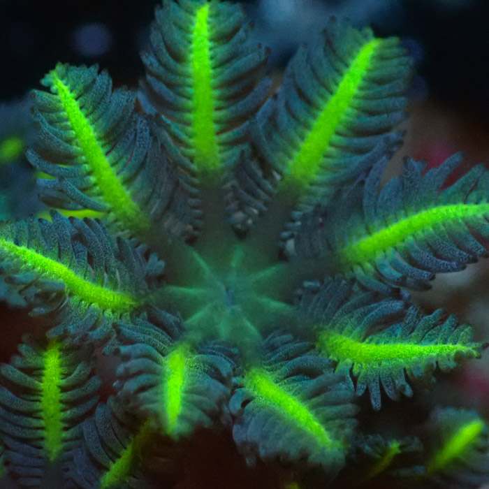 Clavularia MC Ultra Green Clavularia MC Ultra Green