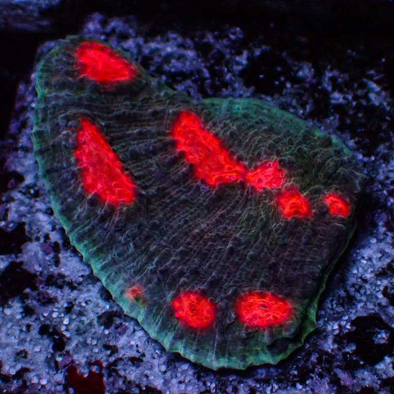 Chalice MC Green Wing Frag 02 Chalice MC Green Wing Frag 02