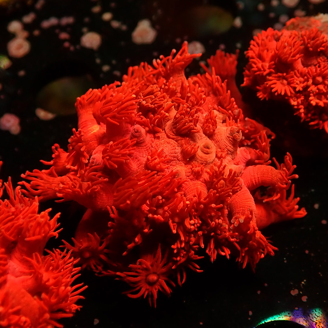 Goniopora Metallic Red Frag 03 Goniopora Metallic Red Frag 03