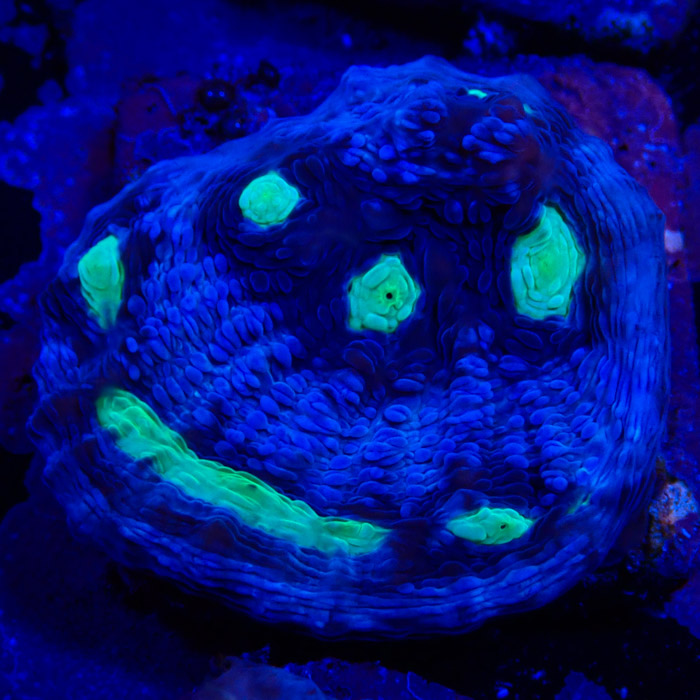 Chalice MC Chernobyl Frag 01