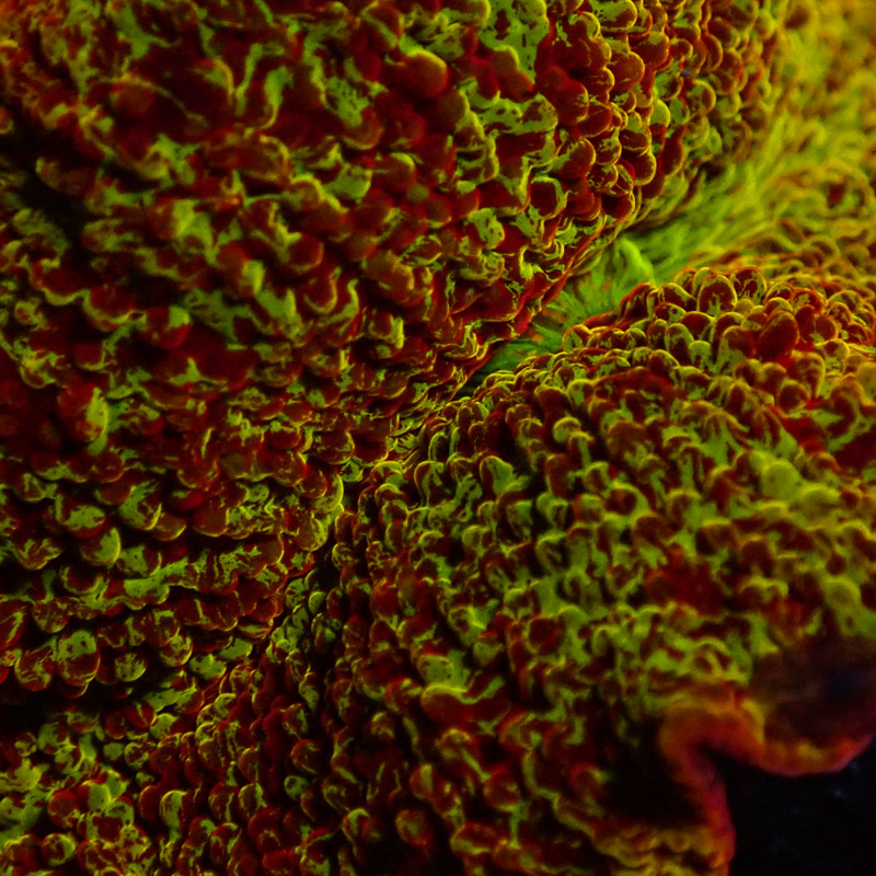 Discosoma Jawbreaker