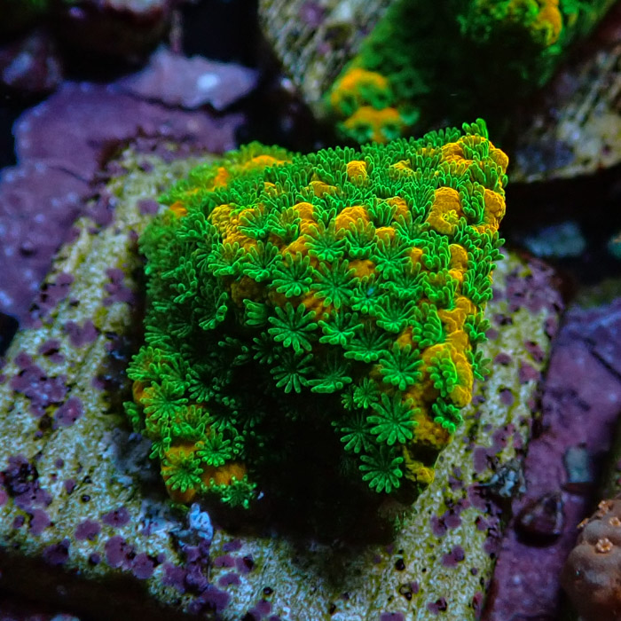 Montipora MC Sweet Tooth Frag 12