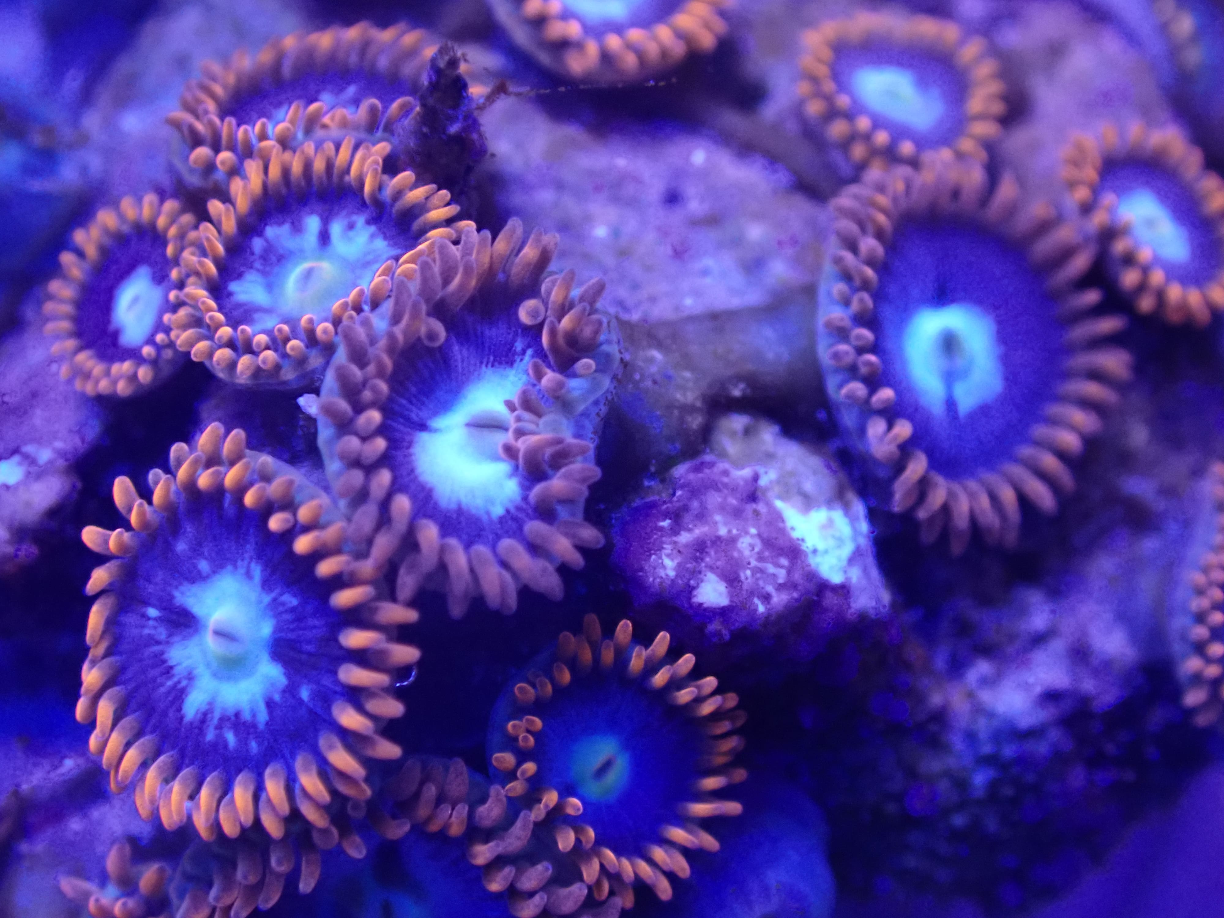 MC Fireball DNZ MC Fireball DNZ