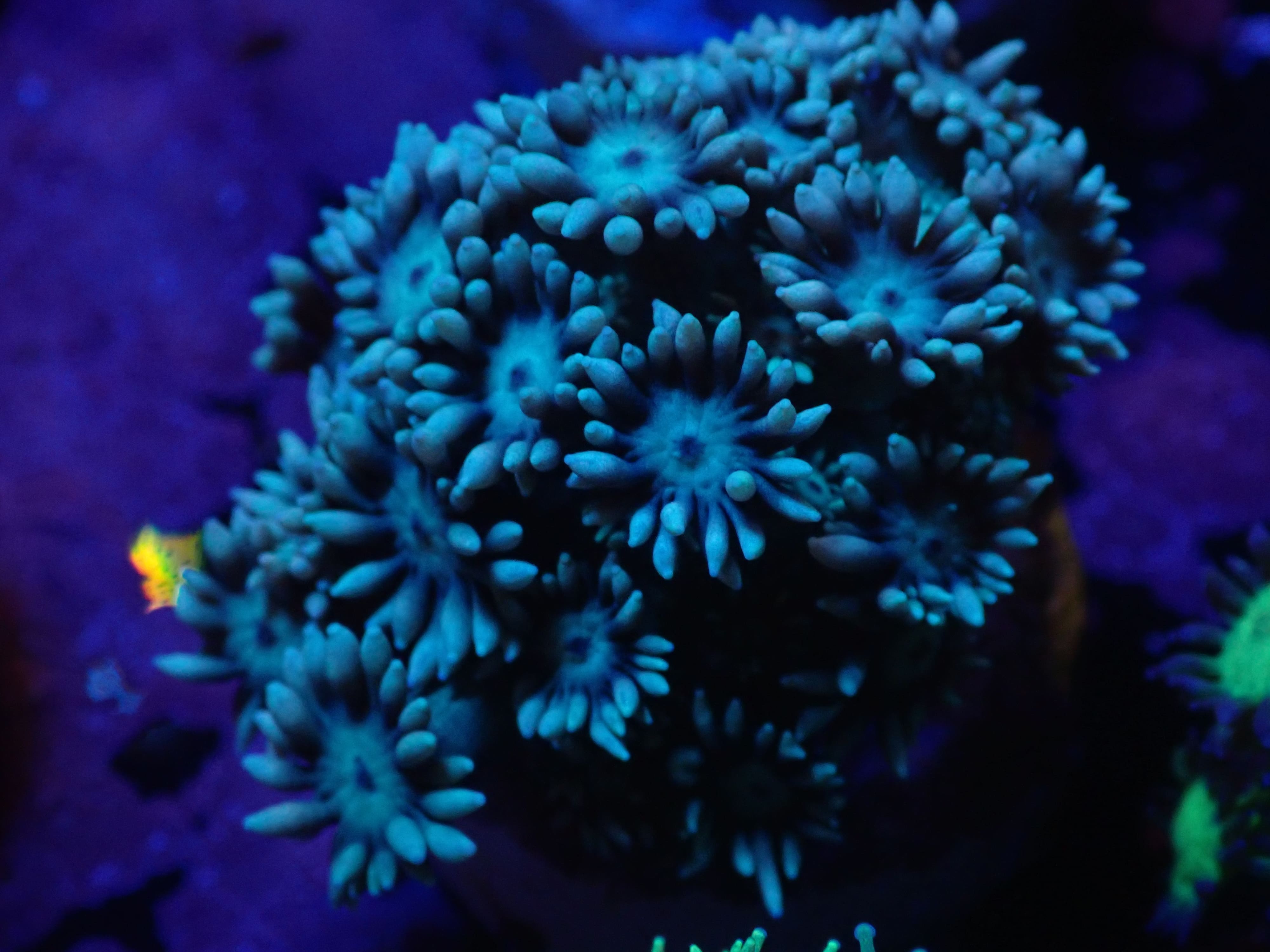 Goniopora hellblau blau DNZ