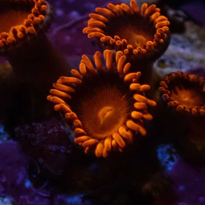 Zoanthus sp. Bam Bam Frag 03 Zoanthus sp. Bam Bam Frag 03