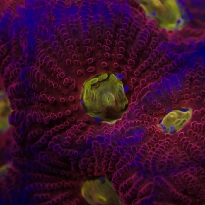 Favia MC Rainbow Skittles Frag 02 Favia MC Rainbow Skittles Frag 02