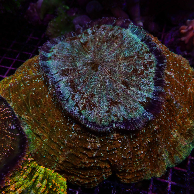 Acanthophyllia Acanthophyllia