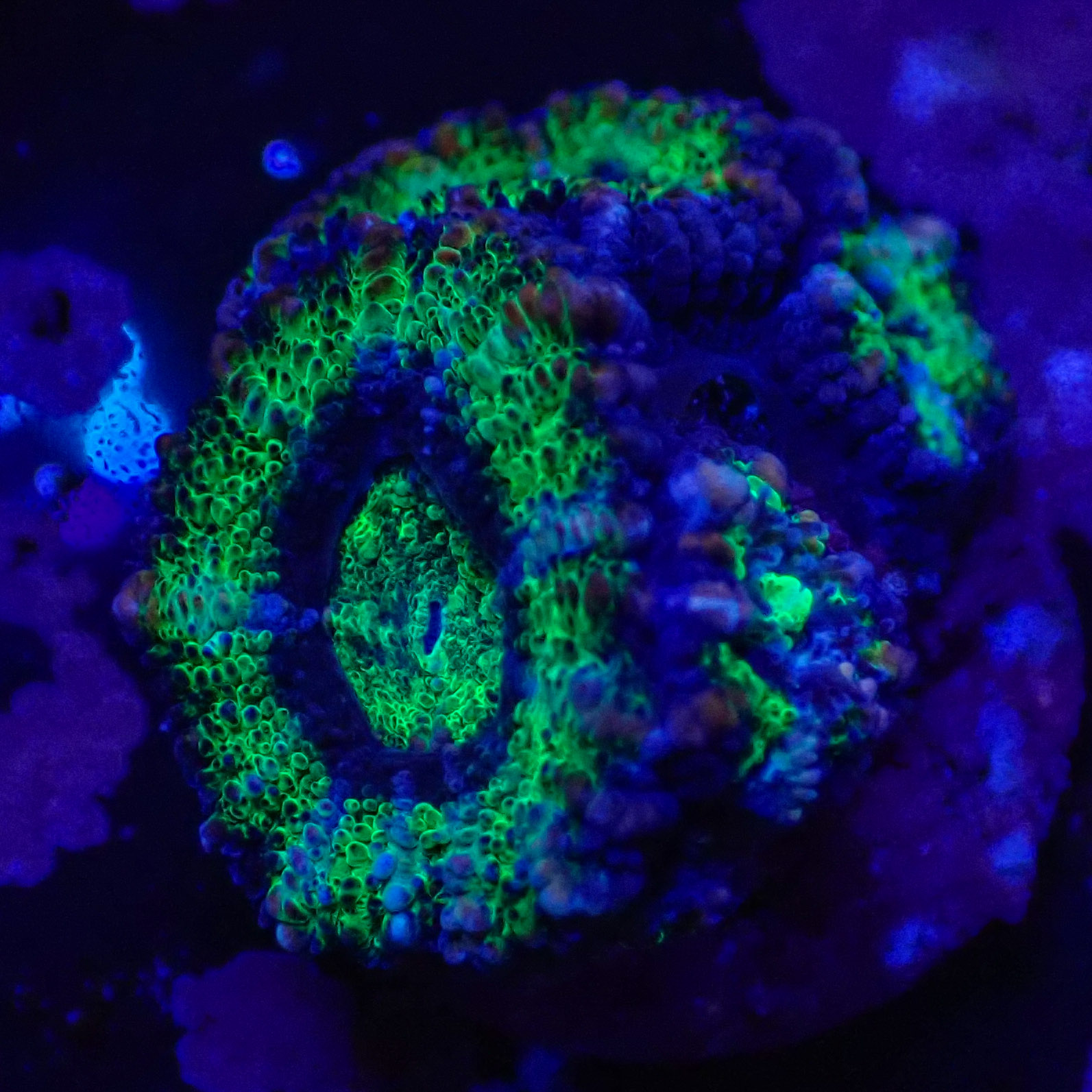 Acanthastrea lordhowensis DNZ Frag 04 Acanthastrea lordhowensis DNZ Frag 04