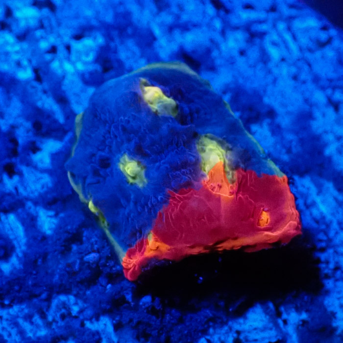 Chalice MC Bugatti Frag 01