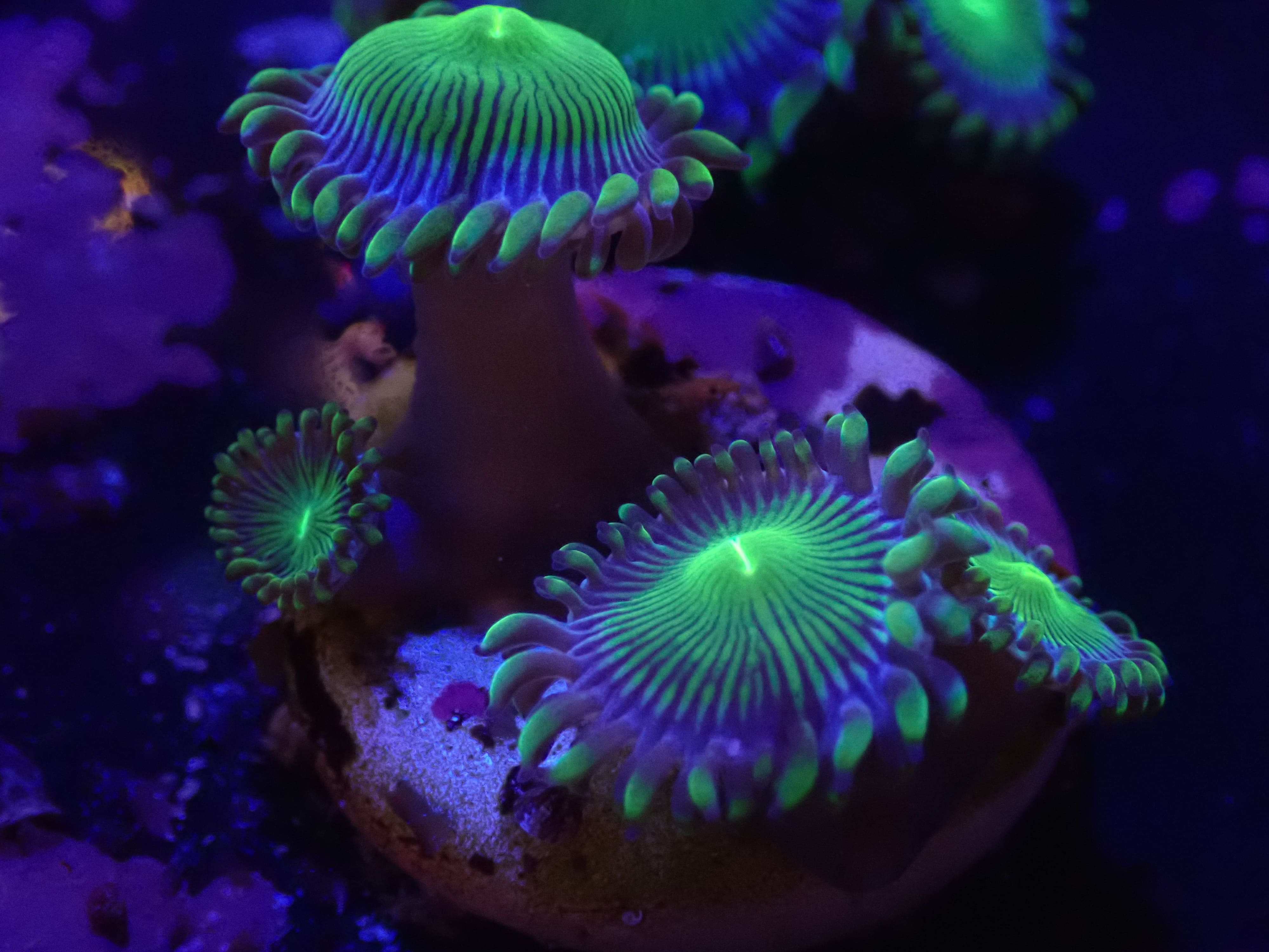 Zoanthus Green People Eater DNZ