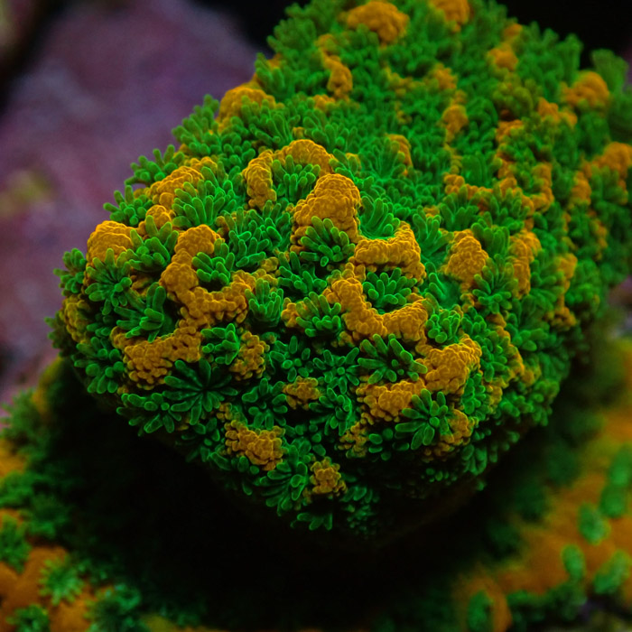 Montipora MC Sweet Tooth Frag 05 Montipora MC Sweet Tooth Frag 05