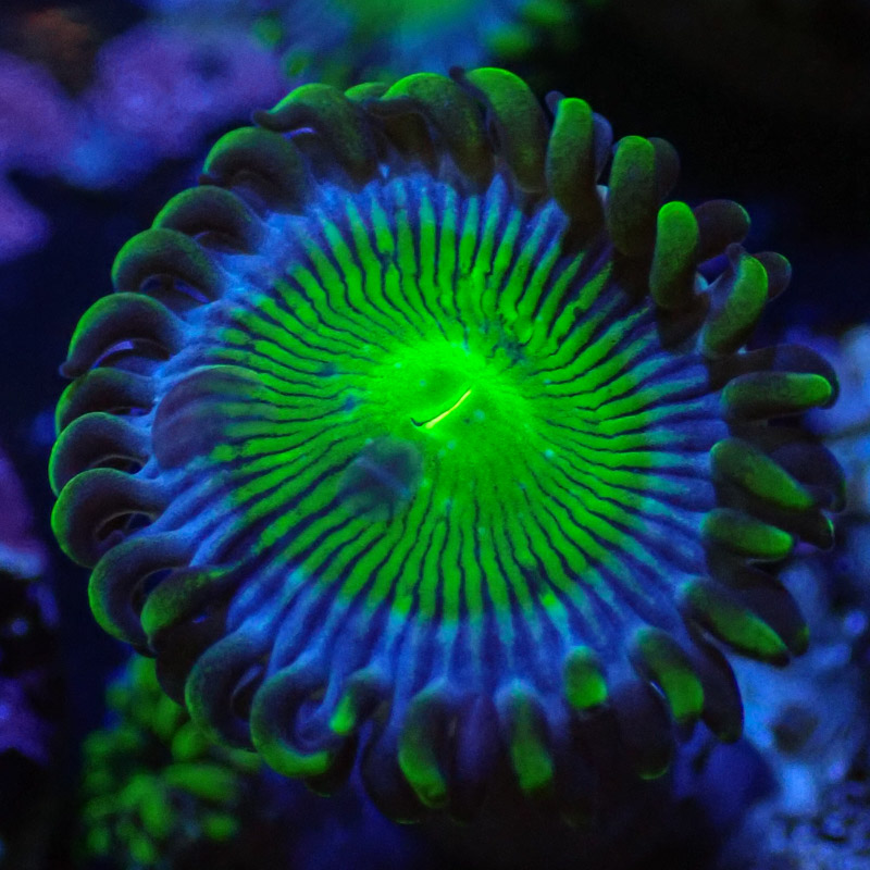 Zoanthus MC Blue Panama Zoanthus MC Blue Panama