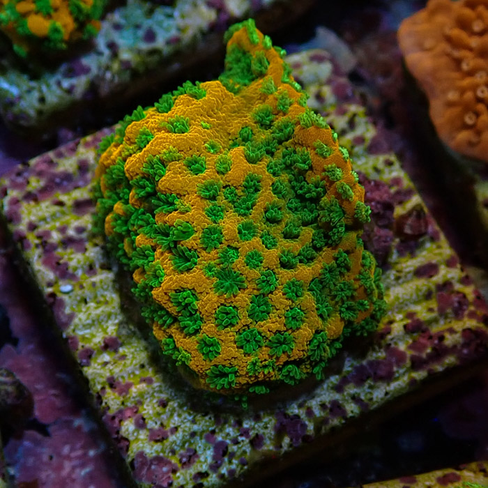 Montipora MC Sweet Tooth Frag 08 Montipora MC Sweet Tooth Frag 08