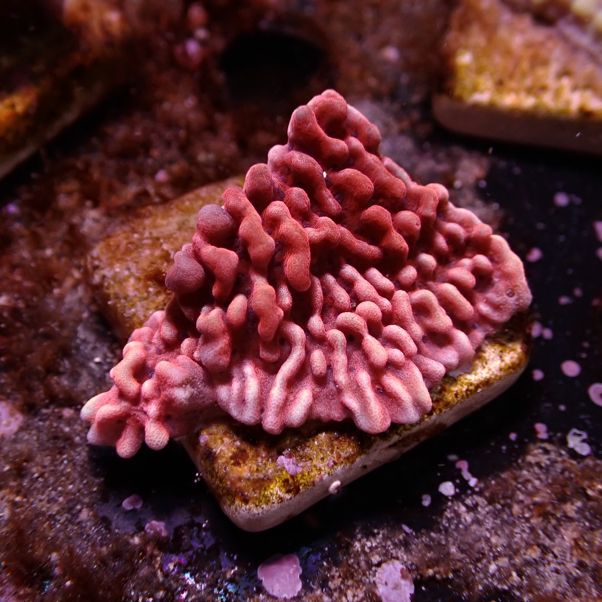 Montipora Mean Streak Frag 08 Montipora Mean Streak Frag 08
