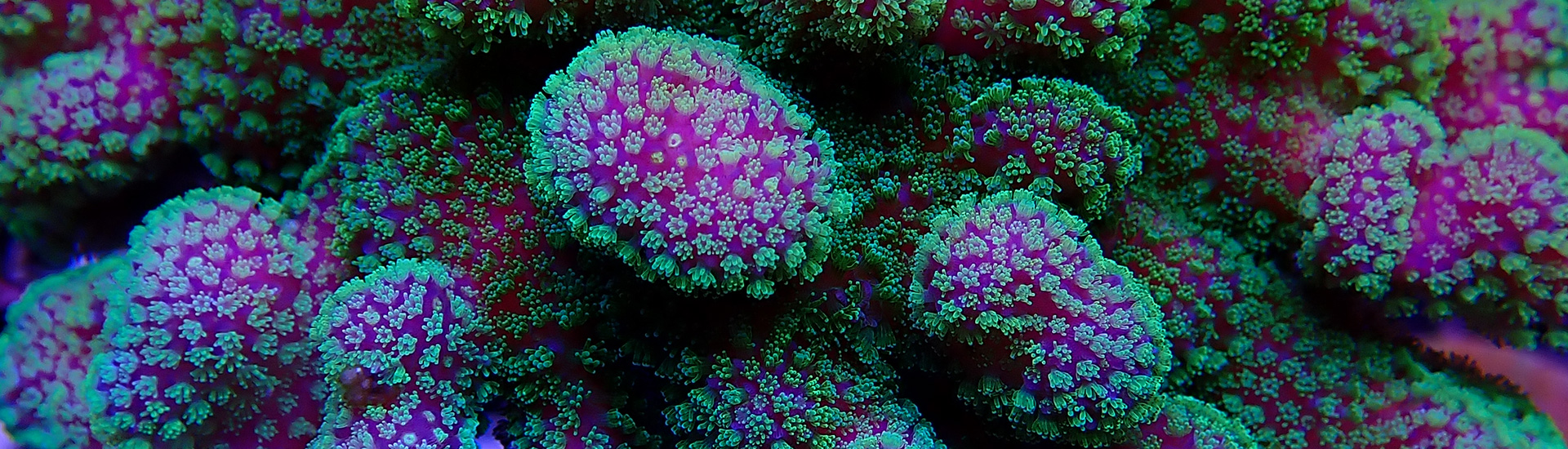 sps-korallen-kategorie-whatsapp Detailreiche SPS-Korallen mit kräftiger Ausfärbung