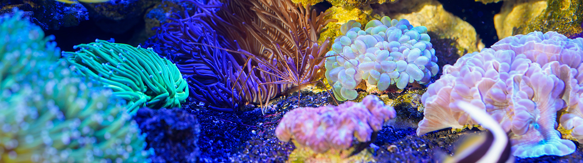 bilt-trenner-korallen Schaubecken mit bunten Korallen und Meerwasserfischen – Inspiration für dein Riffaquarium