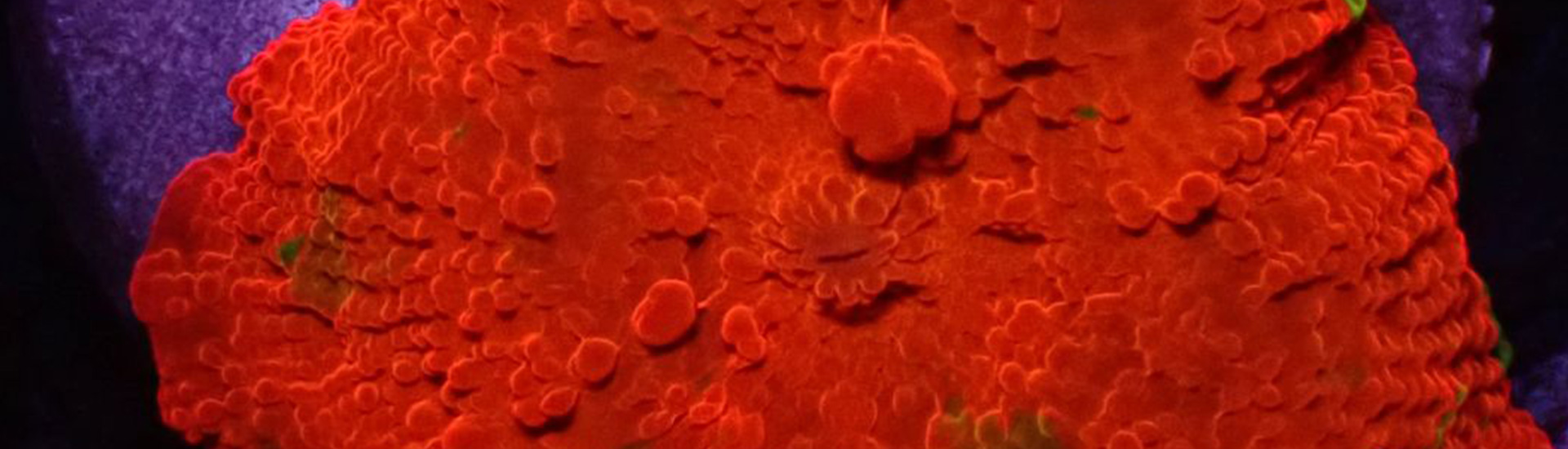 discosoma-whatsapp Rot-grüne Discosoma Koralle – pflegeleicht und leuchtend für dein Riffbecken