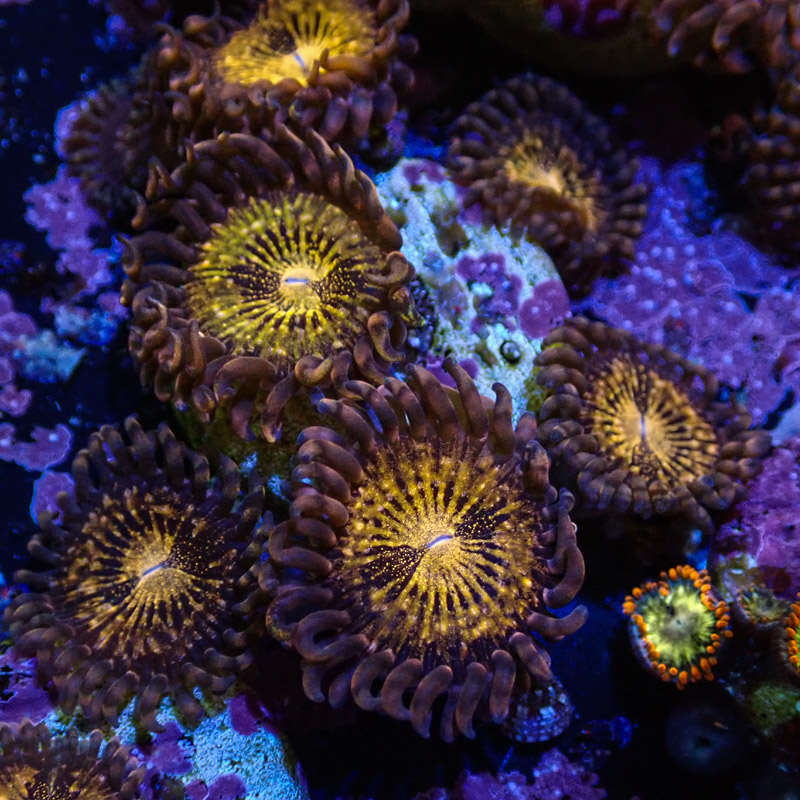 Palythoa MC Reverse Spacemonster Frag 02 Palythoa MC Reverse Spacemonster Frag 02