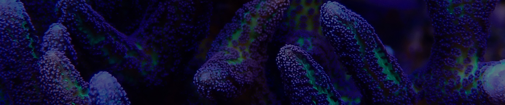 sps-korallen-kategorie-header SPS-Korallenvielfalt bei TMC – Acropora, Montipora & Co.