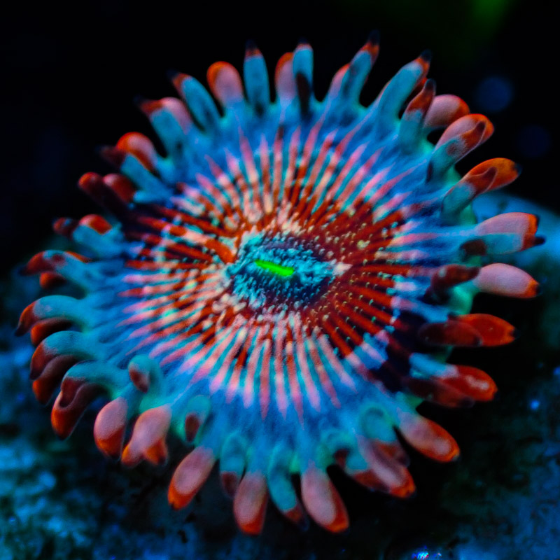 Zoanthus MC Seduction Zoanthus MC Seduction