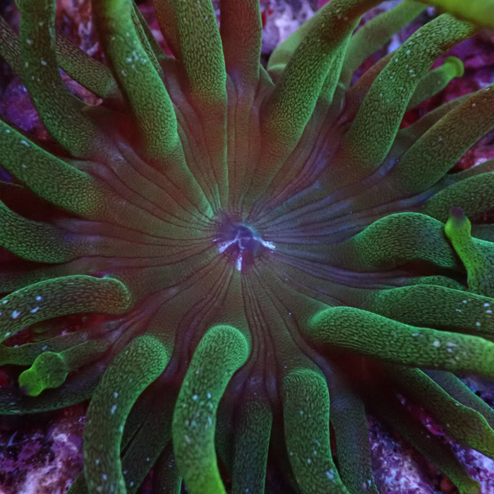 Entacmaea MC Green Entacmaea MC Green