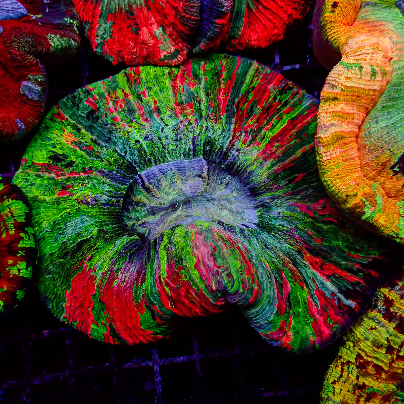 Trachyphyllia Color Explosion