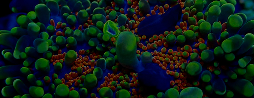 ricordea_kategorie-header ricordea_kategorie-header