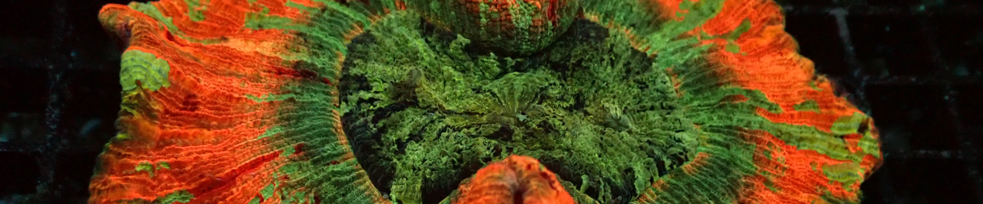 Acanthophyllia Koralle in intensiven Rot- und Grüntönen