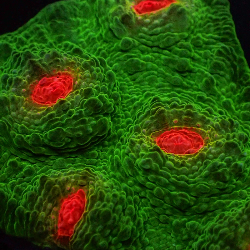 Chalice MC Red Eye Frog Frag 03 Chalice MC Red Eye Frog Frag 03