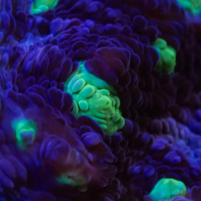 Chalice MC Chernobyl Frag 04