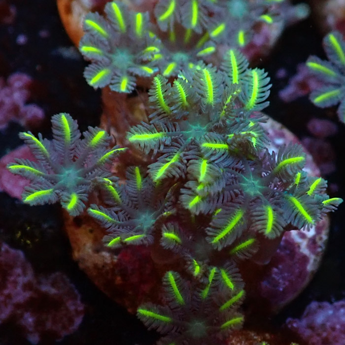 Clavularia MC Ultra Green Clavularia MC Ultra Green