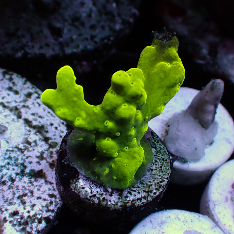 Acropora Humilis  2 Acropora Humilis  2