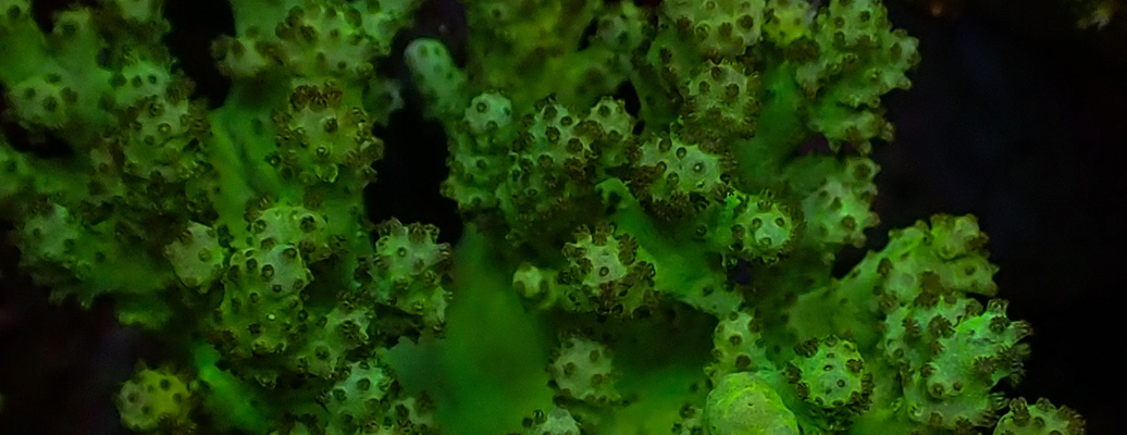 lederkorallen_kategorie-header