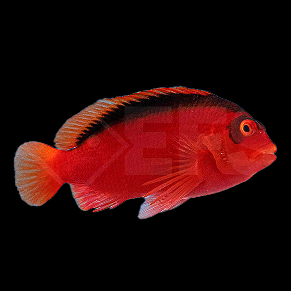 Feuer Korallenwächter Feuer Korallenwächter