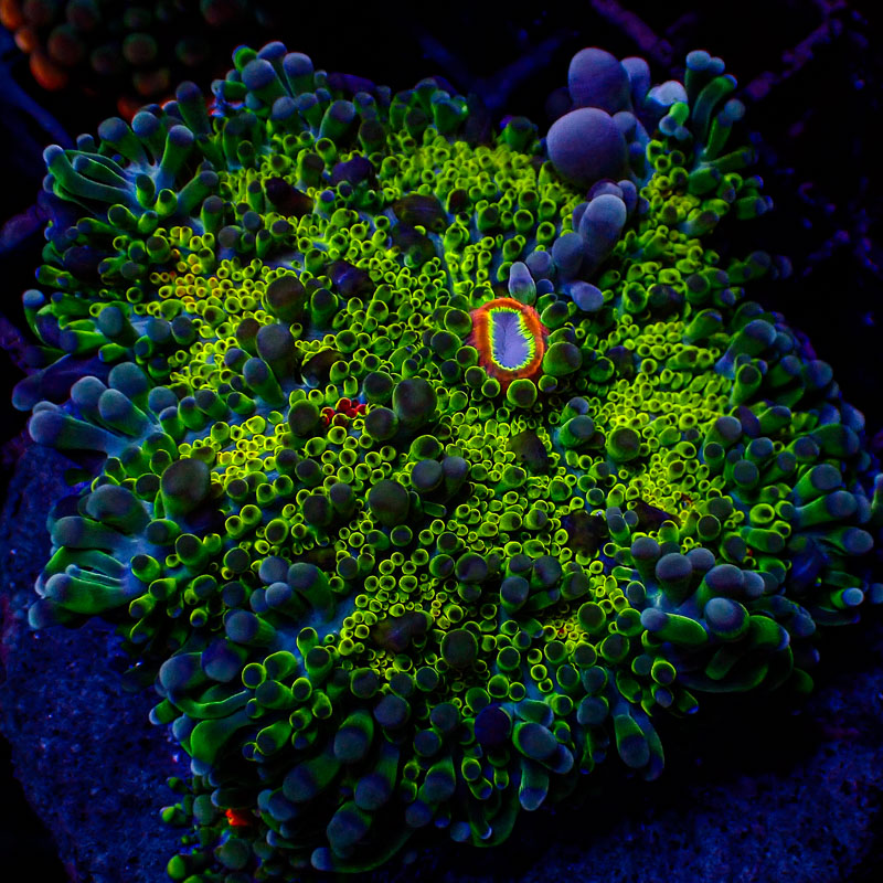 Ricordea Yuma Ricordea Yuma