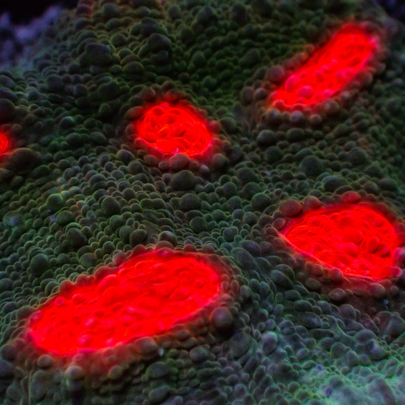 Chalice MC Green Wing Frag 01 Chalice MC Green Wing Frag 01