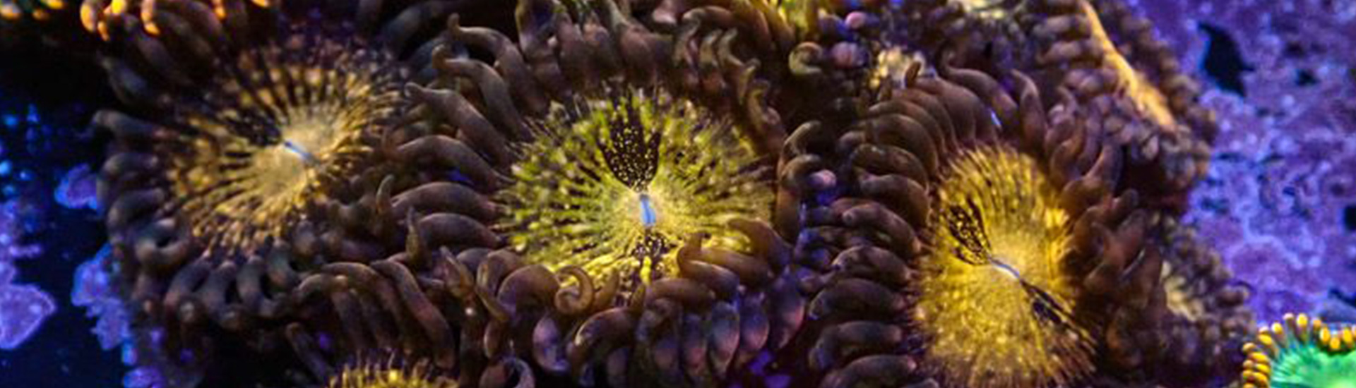 palythoa-whatsapp Farbenfrohe Palythoa auf Riffgestein – stabile Nachzucht