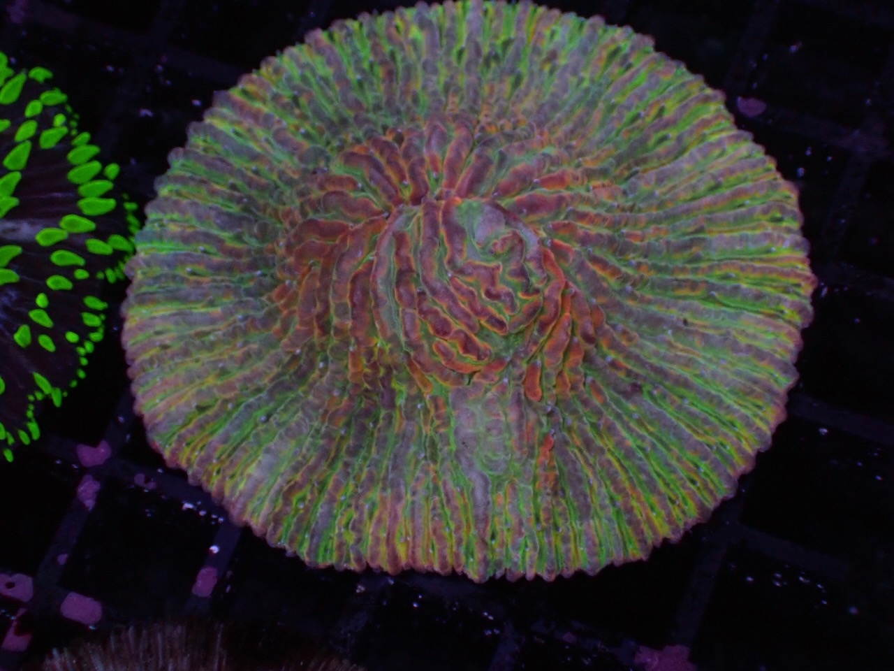 Fungia Rainbow Fungia Rainbow