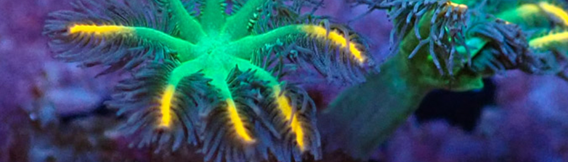 Clavularia Koralle in leuchtenden Farben – ideal für Einsteiger und Nano-Riffs