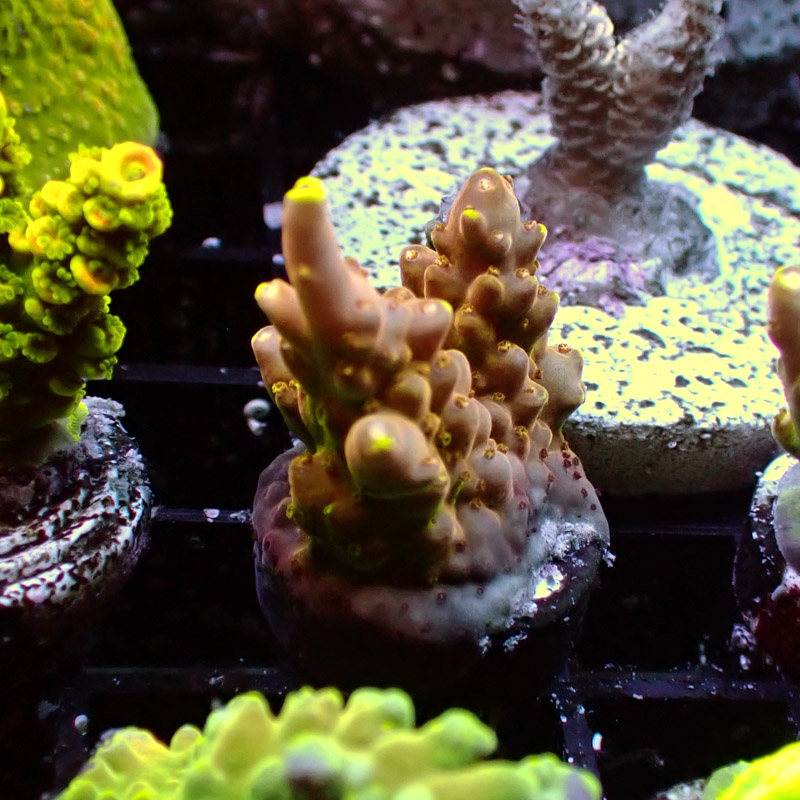 MC Acropora Jawdropper Tricolor 6 DNZ