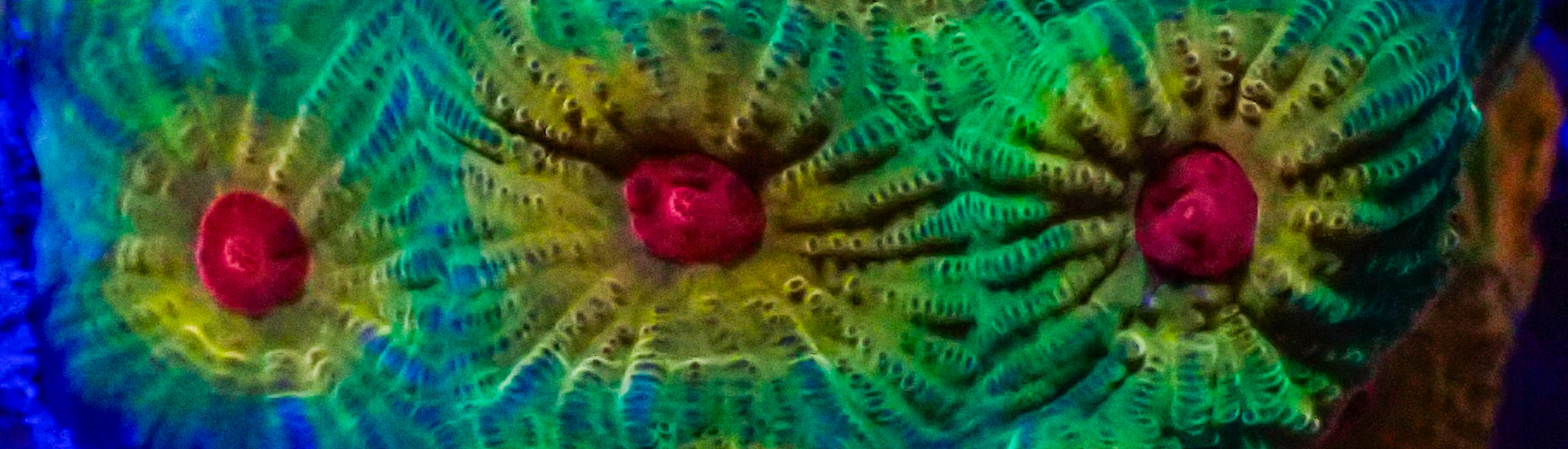 favia-kategorie-whatsapp