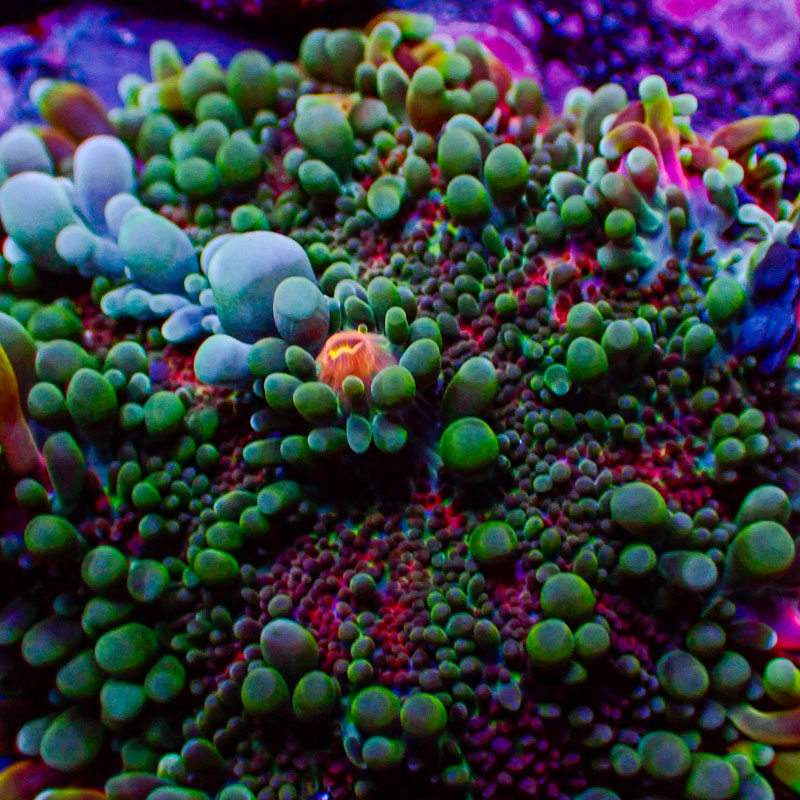 Ricordea Yuma Ricordea Yuma