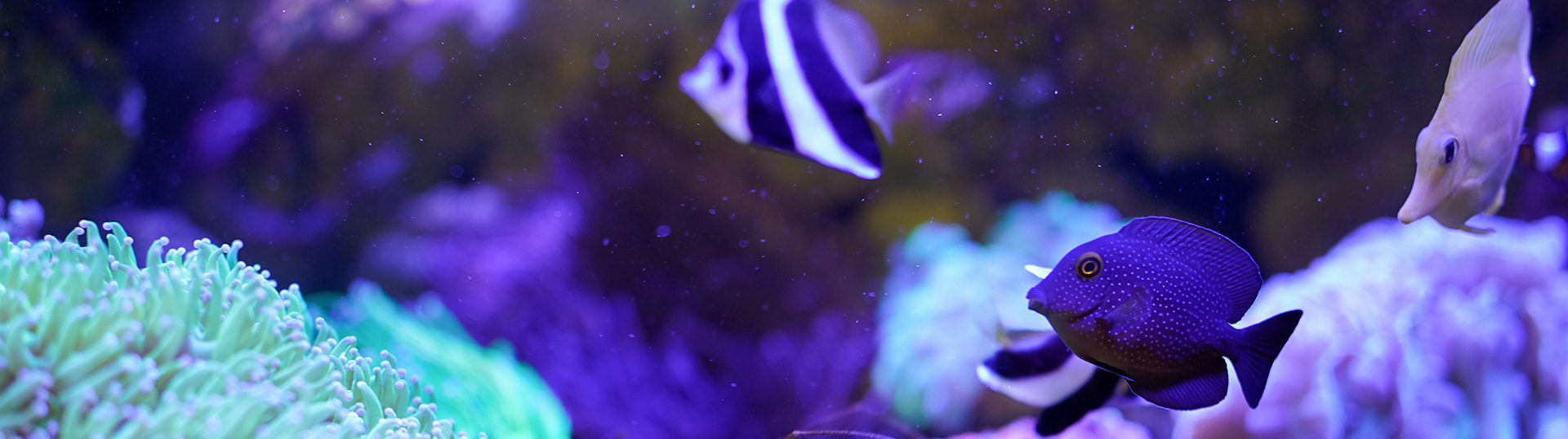 Fische im Schaubecken zur Eingewöhnung nach dem Kauf – optimale Haltungsbedingungen