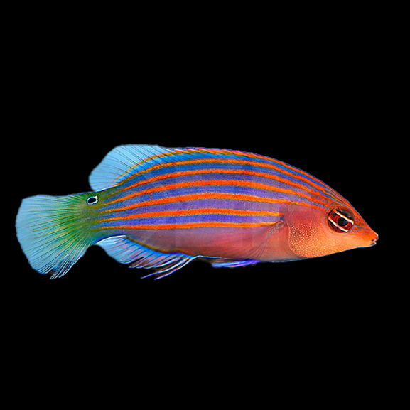 Sechsstreifen Lippfisch Sechsstreifen Lippfisch