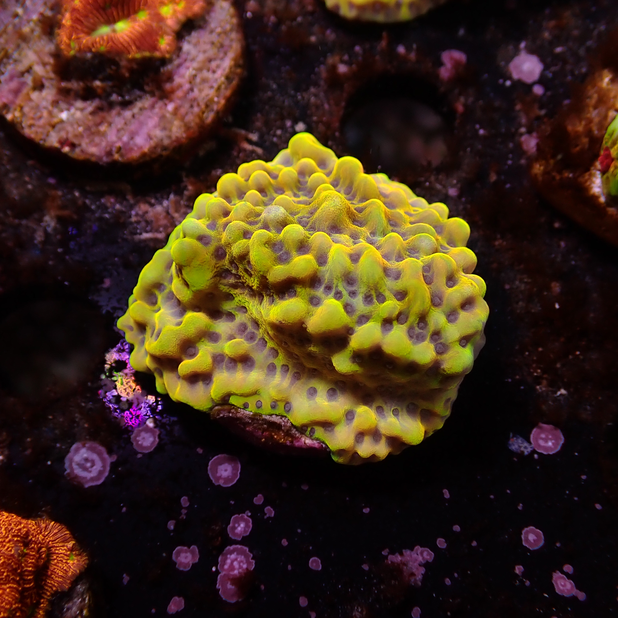 Montipora Crazy T Frag 03