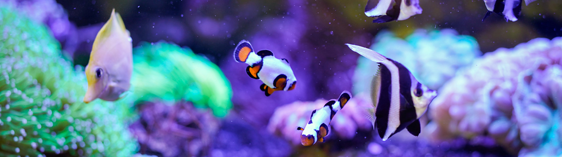 faq_03 Lebendige Meerwasserfische im Schaubecken – artgerechte Haltung vor Ort