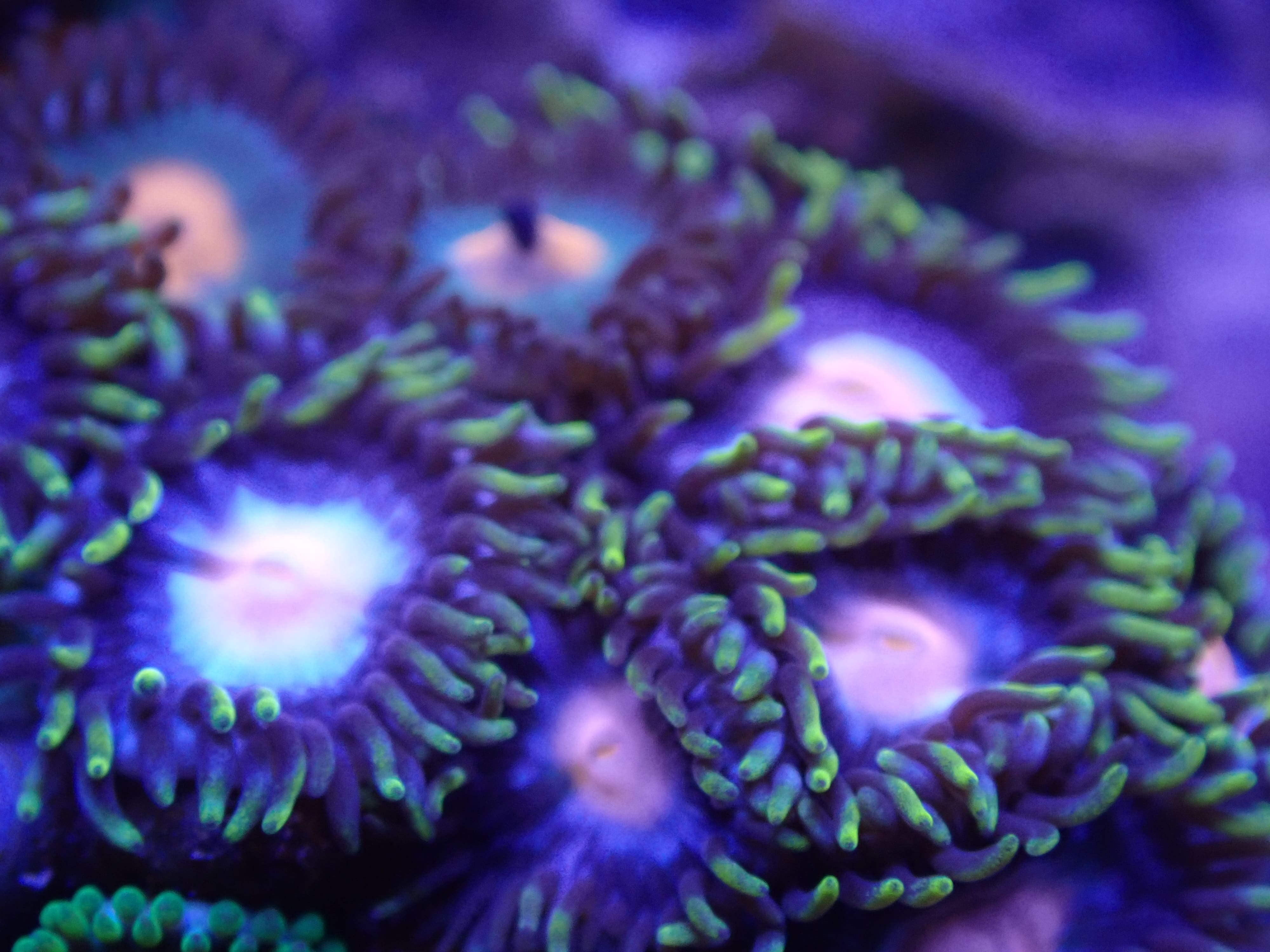 MC Fried Egg DNZ MC Fried Egg DNZ