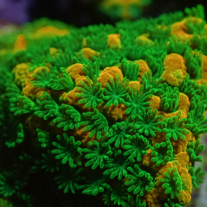 Montipora MC Sweet Tooth Frag 12 Montipora MC Sweet Tooth Frag 12