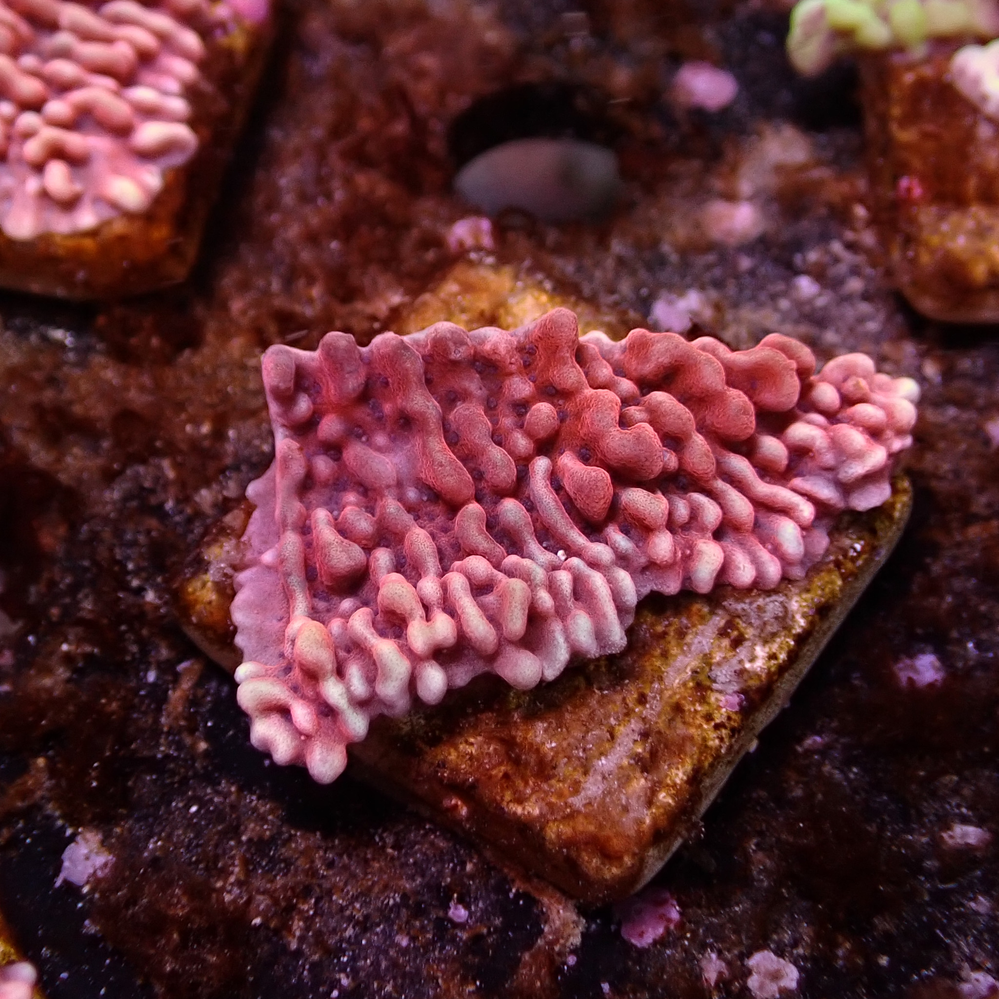 Montipora Mean Streak Frag 10 Montipora Mean Streak Frag 10